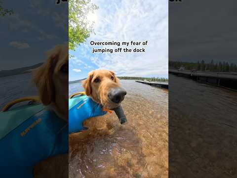 Soul survivor 💅 #goldenretreiver #funnydogs #dogsofyoutube