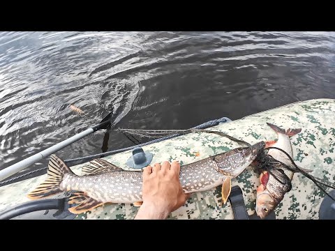 ПРОВЕРКА СЕТЕЙ В ПОЛОВОДЬЕ. РЫБАЛКА НА СЕТИ, СНИМАЕМ УЛОВ РЫБЫ. Лодка  X-River Rocky 375 НДВД.