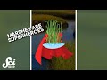 Coastal Marshes and Climate Change