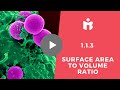 Surface Area to Volume Ratio in Cells