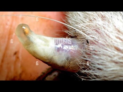 Huge Botfly Larvae Removed From Little Kitten's Chest (Part 67)