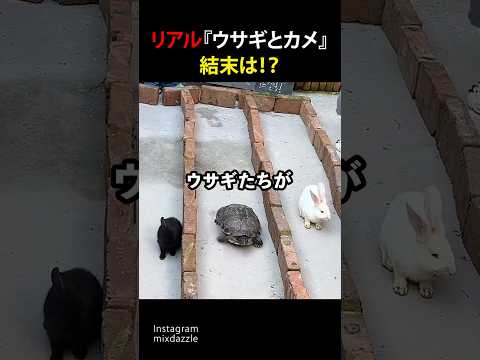 リアル『ウサギとカメ』結末は!?