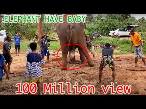 ELEPHANT HAVE BABY วินาทีช้างตกลูก [Sub Eng and Russia]