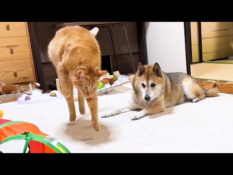 【猫たちに愛される柴犬】柴犬の周りは幸せが溢れています