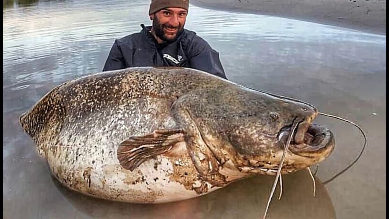 The river monster: wels catfish over 200 lbs - hd by catfish world