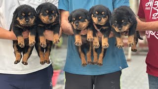 DOG market and Dog kennel price #dog #Labrador #pavilion #husky #rottweiler #shortsvideo