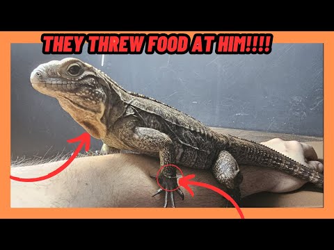 Abused! Cuban Rock Iguana 2nd Rescue Try! Threw Food At Him!! Saving A Lizard!