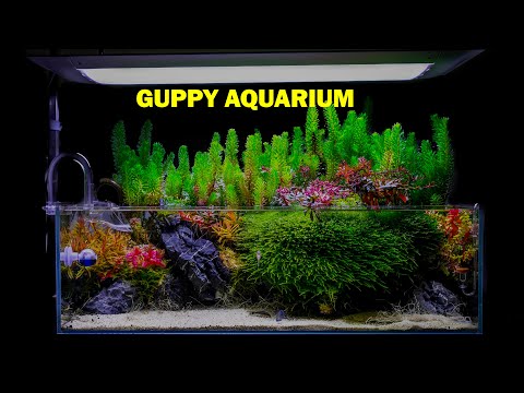 Planted Guppy Aquarium