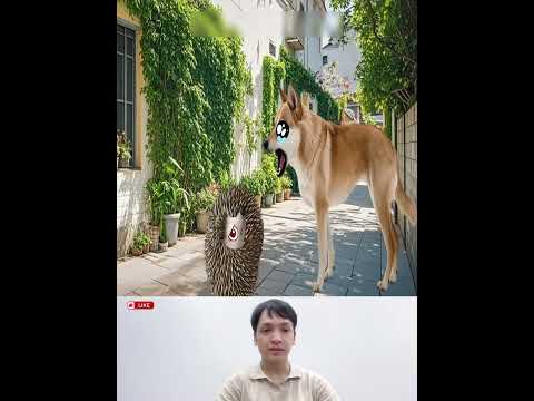 Nhím nhỏ cuộn tròn lại tránh sự truy đuổi của chó #kynangsong #funny #bàihọccuộcsống