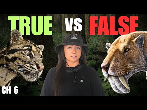 The "False" Cats | History of Cats Episode 6 | Lindsay Nikole