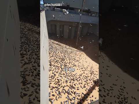 Why Grain Ships Don't Use Nets Against Birds