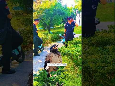 surah Al class Quran tilawat #birds #fatiha #duet #ayatulkursi