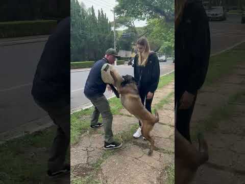 Troca de comando Pastor Belga Malinois