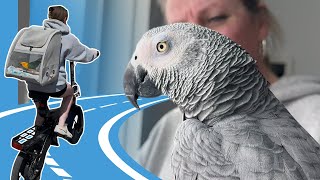 Taking Our Talking Parrot to the Pet Store! | African Grey Walk & Bird Vlog