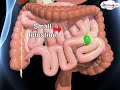 Digestive System Functions and Processes
