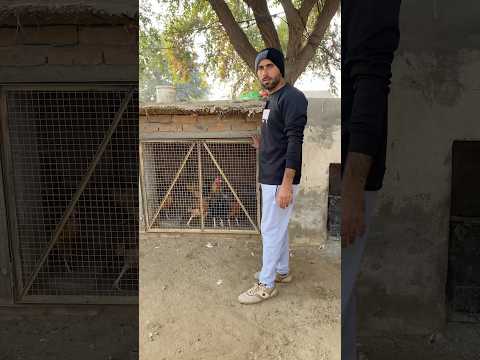 How to increase egg production #minizoo #dasihen #henfarm #petsvlogs #rehmanch