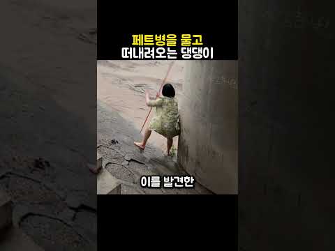 강물에 떠내려간 강아지 구조 성공! #동물 #강아지