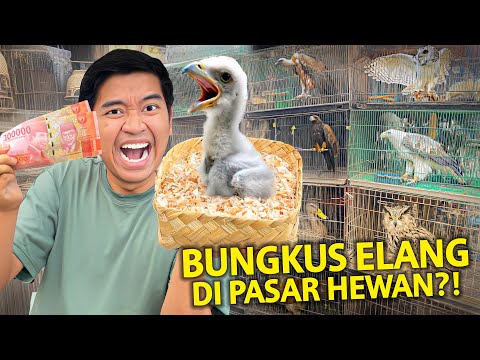 BELI ANAK BURUNG ELANG DI PASAR HEWAN TERBESAR BANDUNG?! GAK PERNAH LIAT INI SEBELUMNYA!