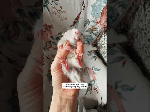 Маленькое 🥹🥹🥹