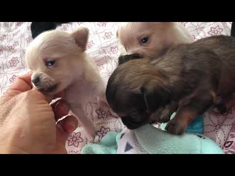 Chihuahua Puppies For Sale In Ohio Craigslist 08 2021