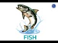 Identifying Animals in Videos
