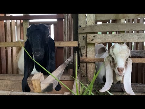 Hewan Ternak , Kasih Makan Kambing Domba ,Suara Kambing Lucu ,anak Kambing Lucu