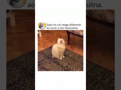 GATA NO CIO REAGE A OUVIR A VOZ MASCULINA😂😅 #shortvideo