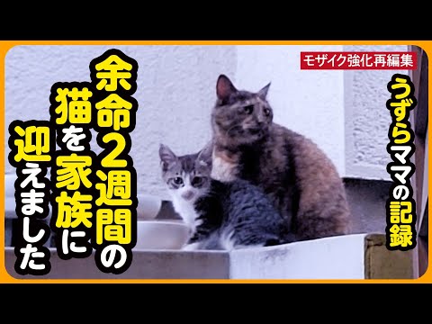 【うずらちゃん】ボロボロの体で子猫を託しに来た母猫さんを…家族に迎えました