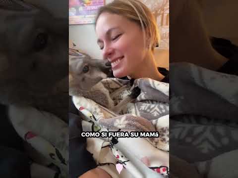 Canguro De Rescate #animalrescue #wildlife #animals