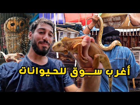 ذهبت متخفيا الى أغرب سوق للحيوانات في اندونيسيا 🐍🐒 وجدت شخصا يتبعني في الأخير