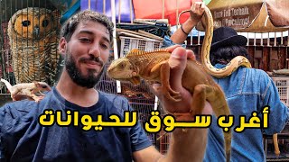 ذهبت متخفيا الى أغرب سوق للحيوانات في اندونيسيا 🐍🐒 وجدت شخصا يتبعني في الأخير