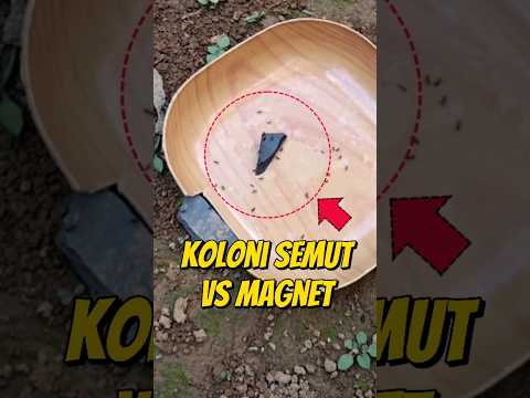 EKSPERIMEN KOLONI SEMUT  VS POTONGAN MAGNET 🧲 #eksperimen #semut #semutkecil #semuthitam #semutapi