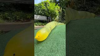 Yellow Snake FLOODED my garden...