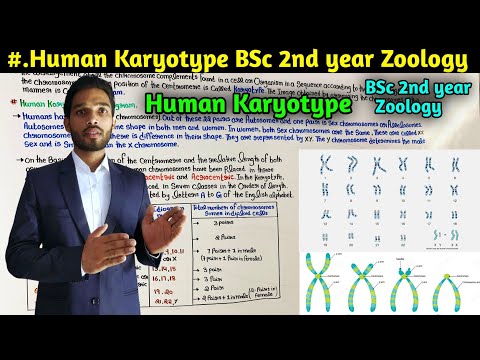 Human Karyotype || Chromosome Analysis || BSc 2nd year Zoology 4rth Semester || MSc Zoology