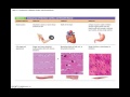 Muscle Tissue Functions and Characteristics