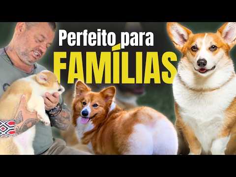 VOCÊ PRECISA CONHECER O CORGI: O CACHORRO MAIS FOFO QUE A MONARQUIA JÁ TEVE!