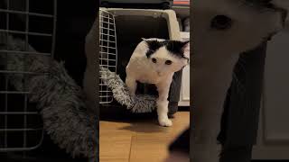 My Foster Cat Meets a Stranger