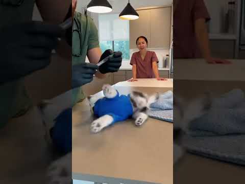 HUSKY Blue jacktSCREAMS LIKE HUMAN ๐คฏ๐ฉบ๐ VET CLINIC MELTDOWN