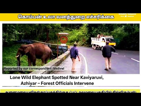Lone Wild Elephant Spotted Near Kaviyaruvi, Azhiyar – Forest Officials Intervene.