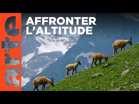 La montagne | Associations de bienfaiteurs | ARTE Family