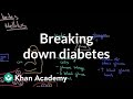 Blood Glucose Regulation and Diabetes