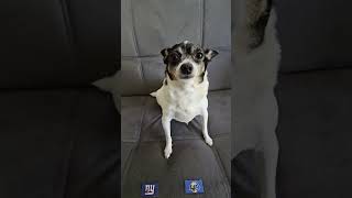 Giants vs Rams #nfl #nflpredictions #week2 #newyorkgiant #losangelesrams #nflfootball #dog