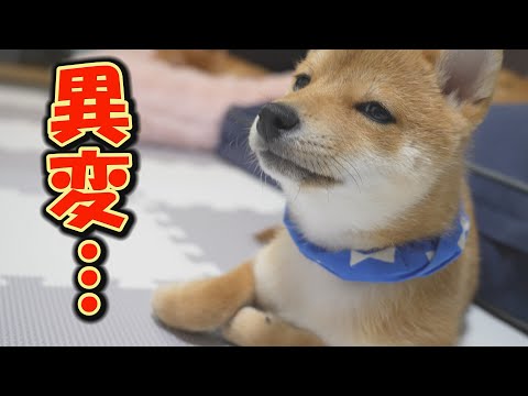 とんでもない猛暑で、豆柴4兄妹の様子がおかしい・・・