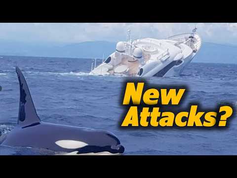 Orca Uprising? 600 Sailboats Attacked by Killer Whales!