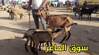 سوق الماعز أحد فاس 27/7/2025 أثمنة المعزات الوالدات والضارات والجديان وجديات مع 📞 فرجة ممتعة