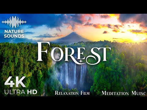 Forest 4K • Untouched Landscapes with Peaceful Music | Relaxation Film