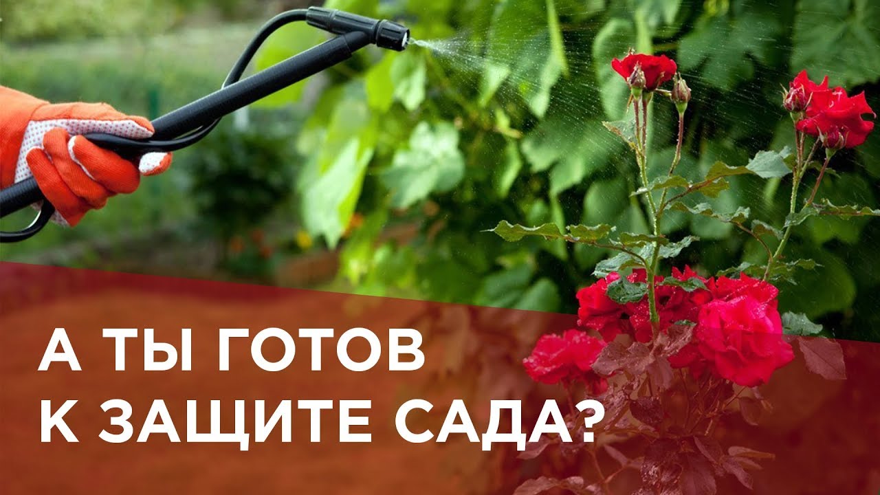Топ- список препаратов от вредоносных насекомых в саду! Когда биозащита не работает