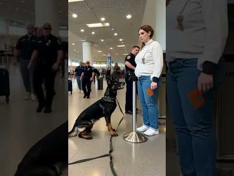 “Pregnant Woman Shocked by K9’s Unexpected Reaction 🐕💥” #goldenretreivers #k9  #doglove #loyaldog