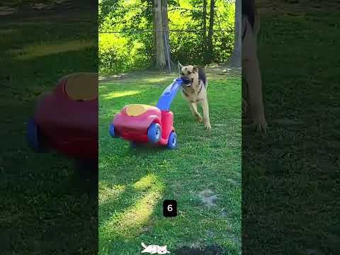 Crazy Belgian Malinois Dogs🐶🤣Wich One Is Your Favorite?