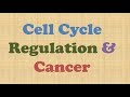 Cell Cycle Checkpoints and Cancer Behavior